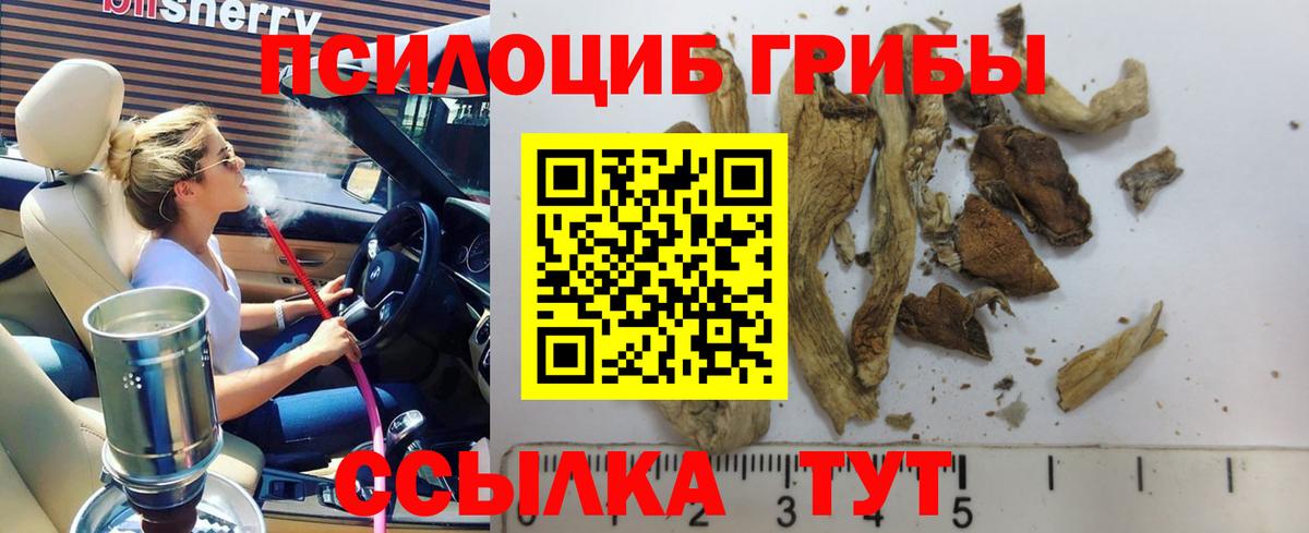 Псилоцибиновые грибы Psilocybine cubensis Советский